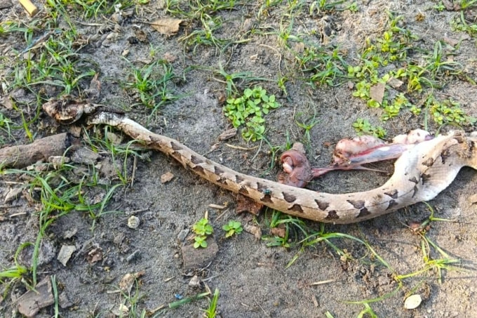 Con rắn chàm quạp bị đập chết sau khi cắn cụ bà ở xã Hàm Thuận Nam. Ảnh: Nguyễn H