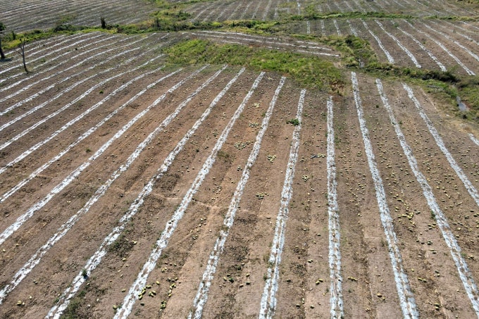 Hàng trăm tấn dưa bị bỏ lại trên ruộng do người mua và người bán không đạt thỏa thuận. Ảnh: Ngọc Oanh