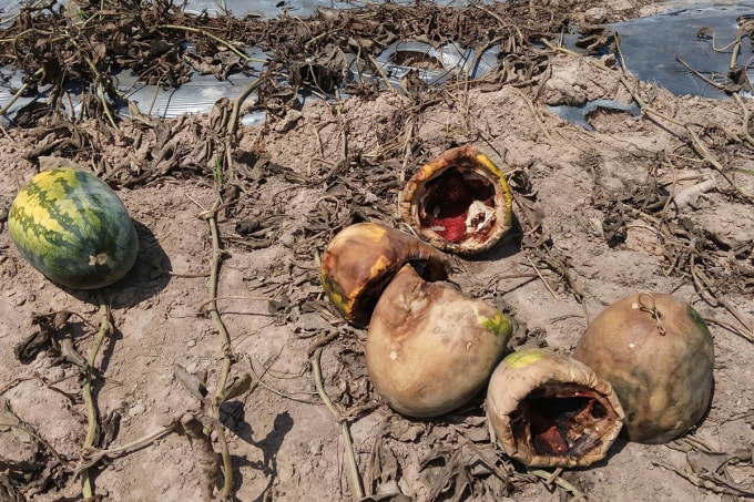 Dưa bị thối rữa, héo khô trở thành thức ăn cho trâu, bò. Ảnh: Ngọc Oanh