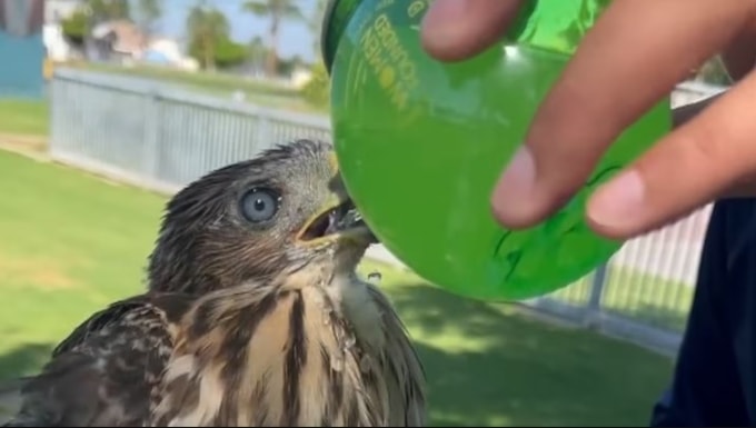 Hình ảnh Cesar Gustavo Diaz mớm rượu cho chim ưng non, giống Cooper, lan truyền trên mạng vào tháng 6/2025. Ảnh: CDFW