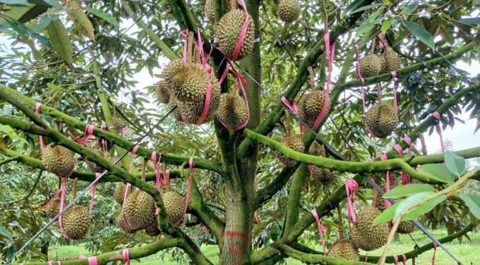 Vườn sầu riêng của Hoàng Anh Gia Lai. Ảnh: Thi Hà