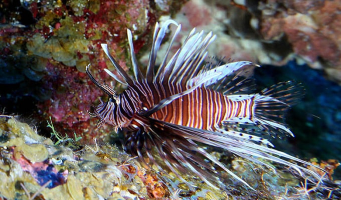 Cá sư tử được coi là động vật xâm lấn ở Đại Tây Dương. Ảnh: NOAA