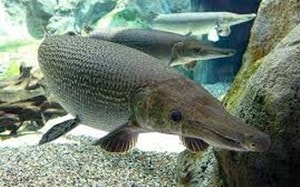 Bộ Y tế vào cuộc vụ 19 người nghi ngộ độc sau khi ăn bánh mì tại Đồng Tháp - Ảnh 3.