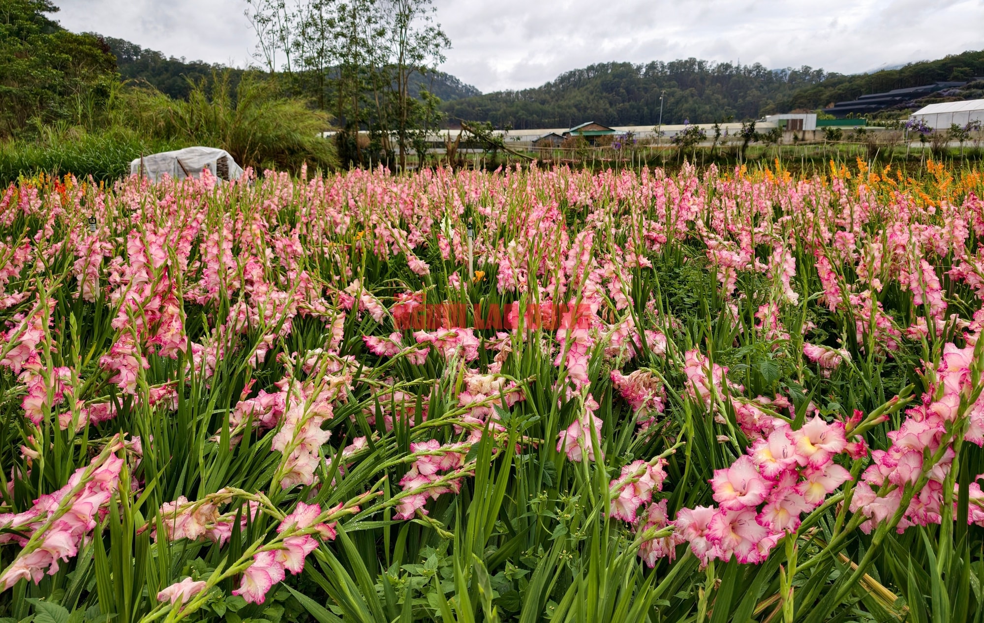 Vườn hoa lay-ơn bị "lỡ thì" dịp Tết bất ngờ trở nên rất hot ở Đà Lạt - Ảnh 2.