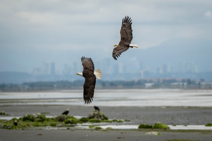 Đại bàng bay lượn dọc bờ biển ở Point Roberts, bang Washington, năm 2025. Ảnh: AFP