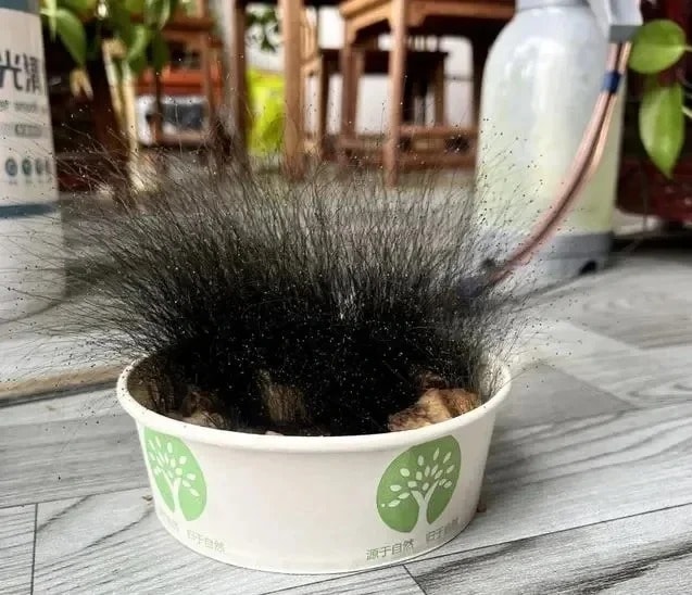 Để quên bát cơm khi nghỉ Tết, người đàn ông sốc nặng khi đi làm trở lại - Ảnh 1.