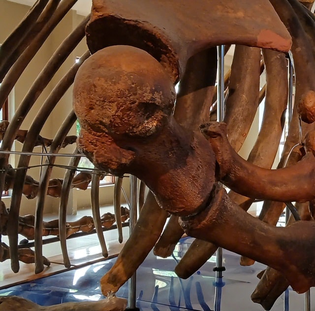 Nườm nượp người đi xem bộ xương động vật quý hiếm khổng lồ ở Khánh Hòa- Ảnh 11.