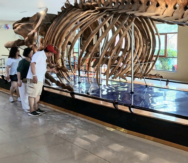 Nườm nượp người đi xem bộ xương động vật quý hiếm khổng lồ ở Khánh Hòa- Ảnh 7.