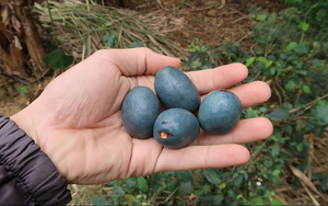 17 người ngộ độc thực phẩm sau khi ăn bánh mì- Ảnh 3.