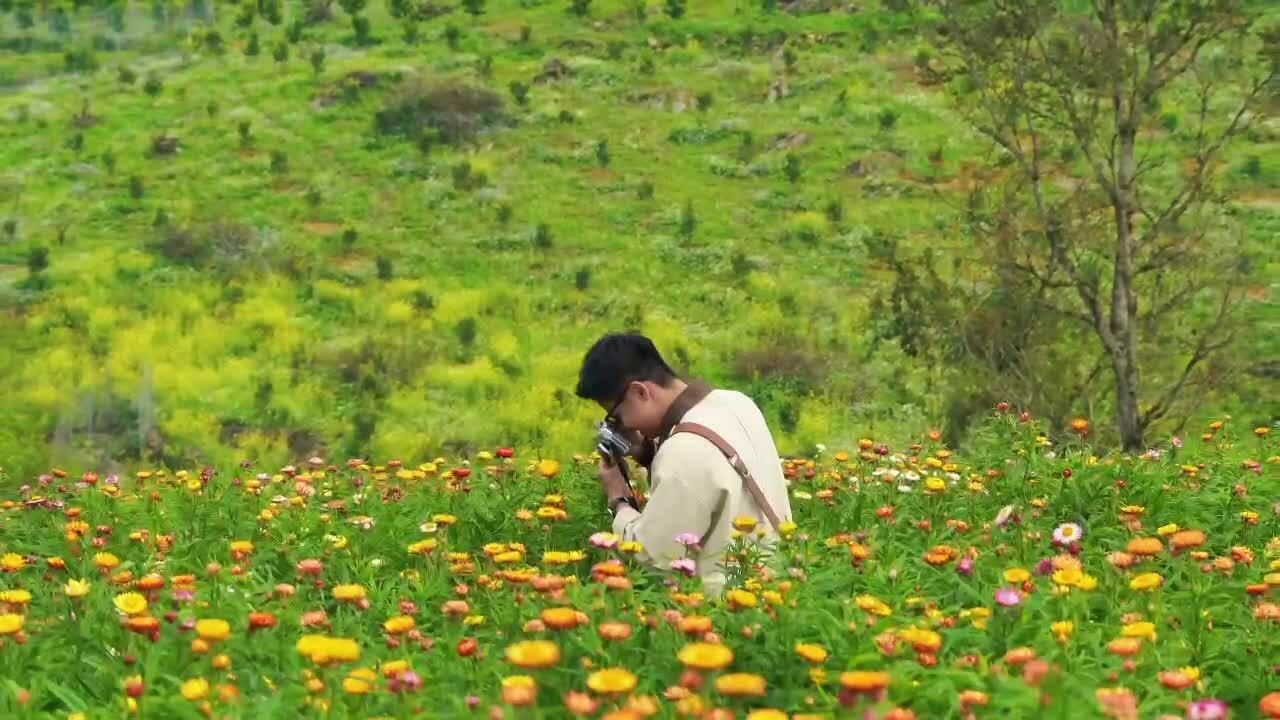 Hoa bất tử ở Mộc Châu