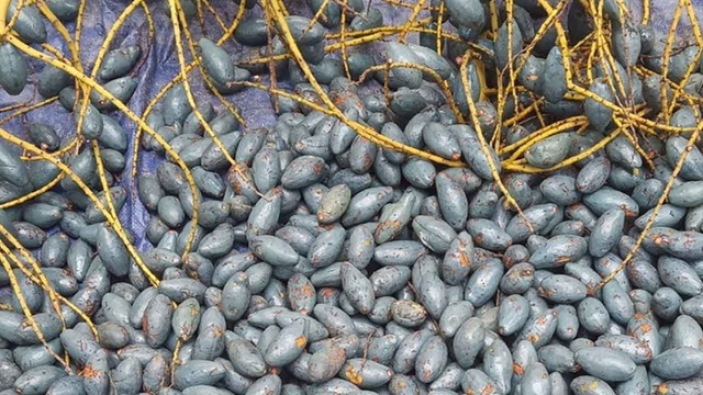 Loại quả xưa không ai thèm nhặt, giờ thành đặc sản tốt như "thuốc quý"- Ảnh 1.