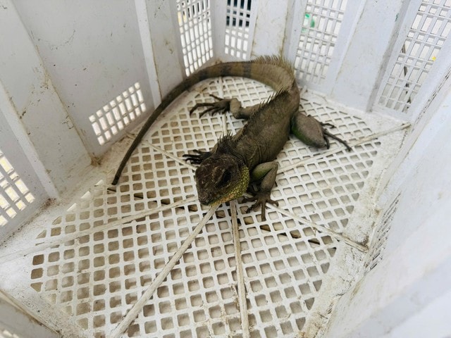 Nam thanh niên bắt được "Rồng đất" quý hiếm, vội mang nộp cho công an- Ảnh 2.