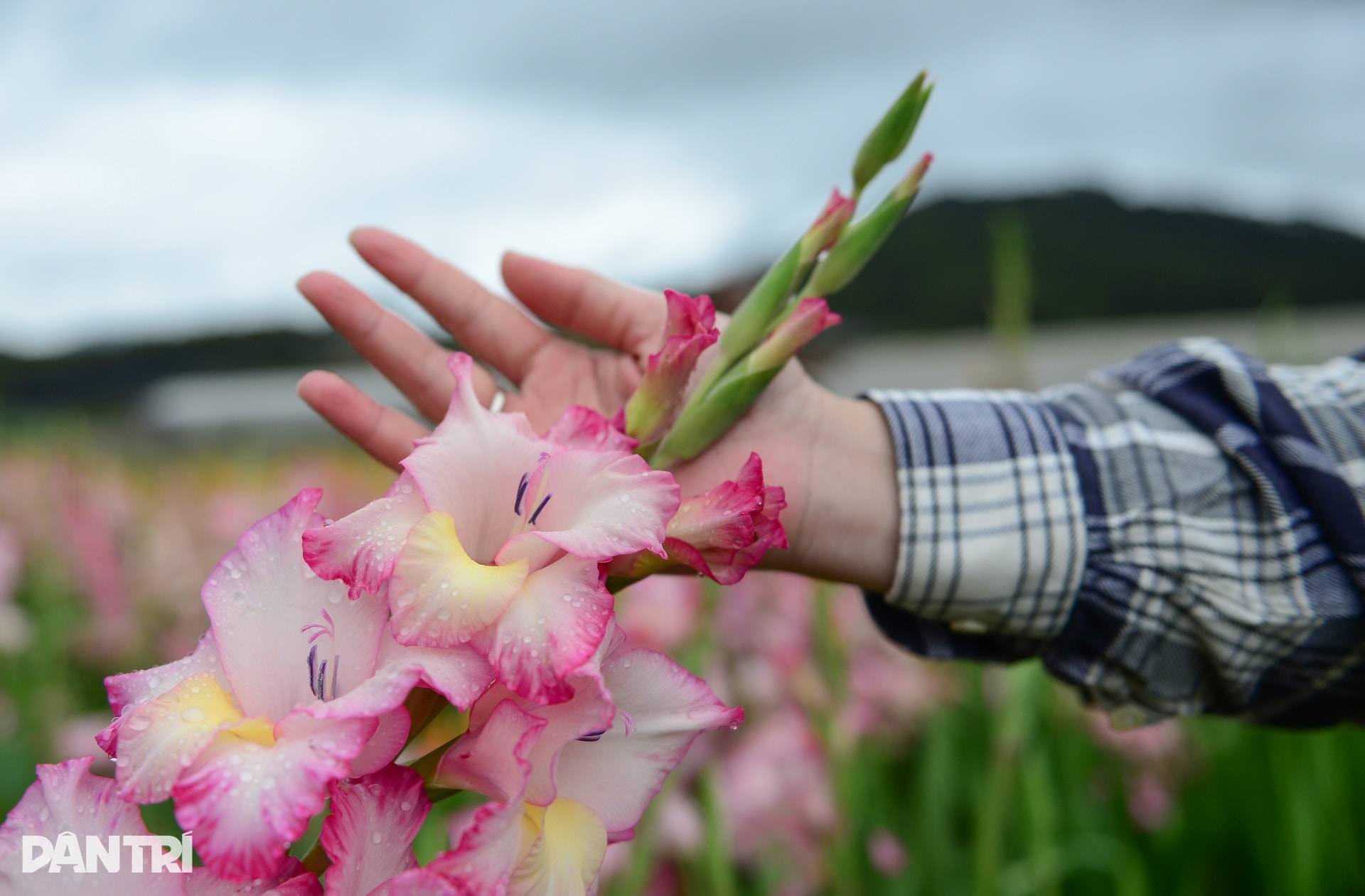 Vườn hoa Tết nở muộn và cú “quay xe” gỡ vốn bất ngờ của nông dân Đà Lạt - 2