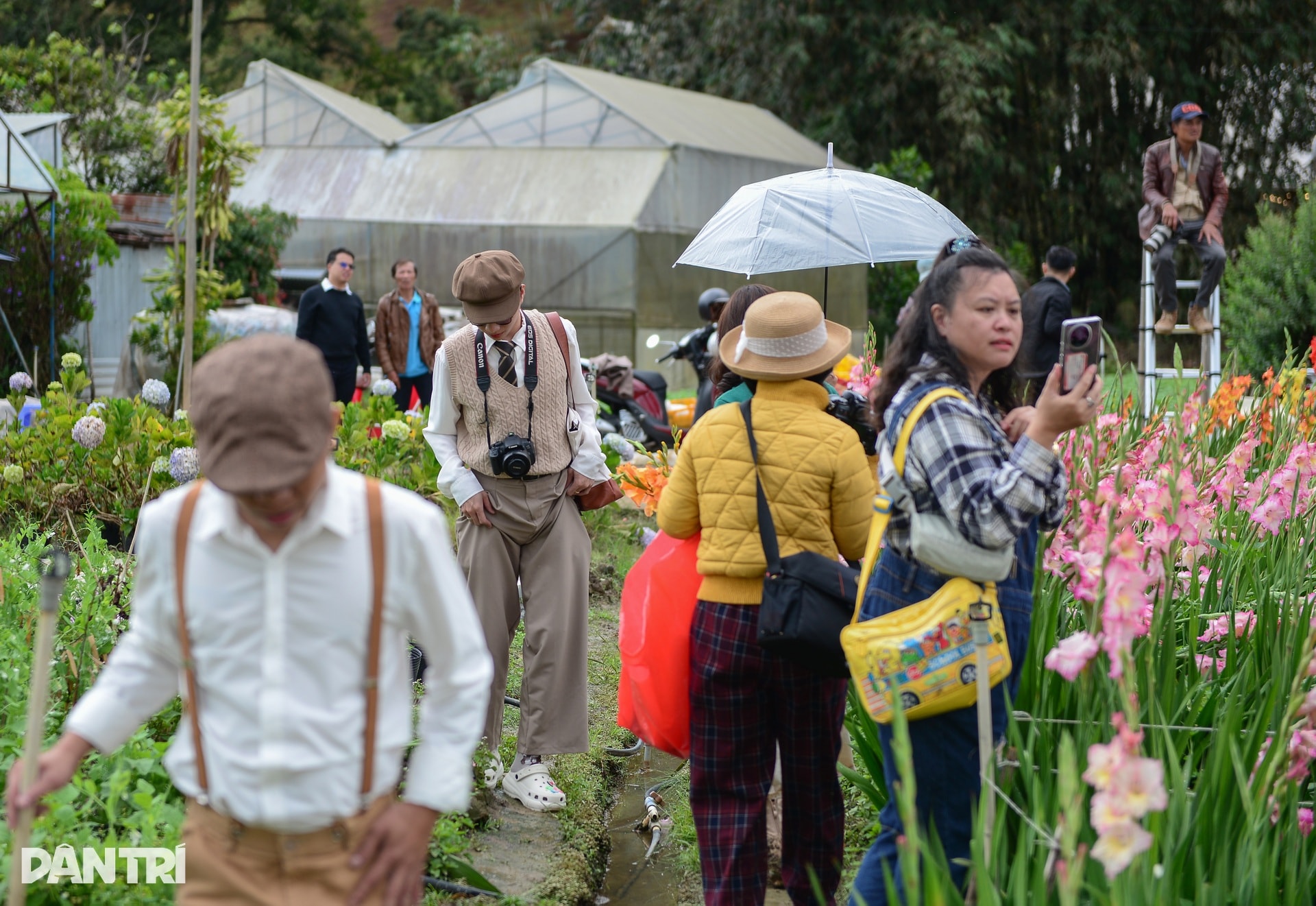 Vườn hoa Tết nở muộn và cú “quay xe” gỡ vốn bất ngờ của nông dân Đà Lạt - 4