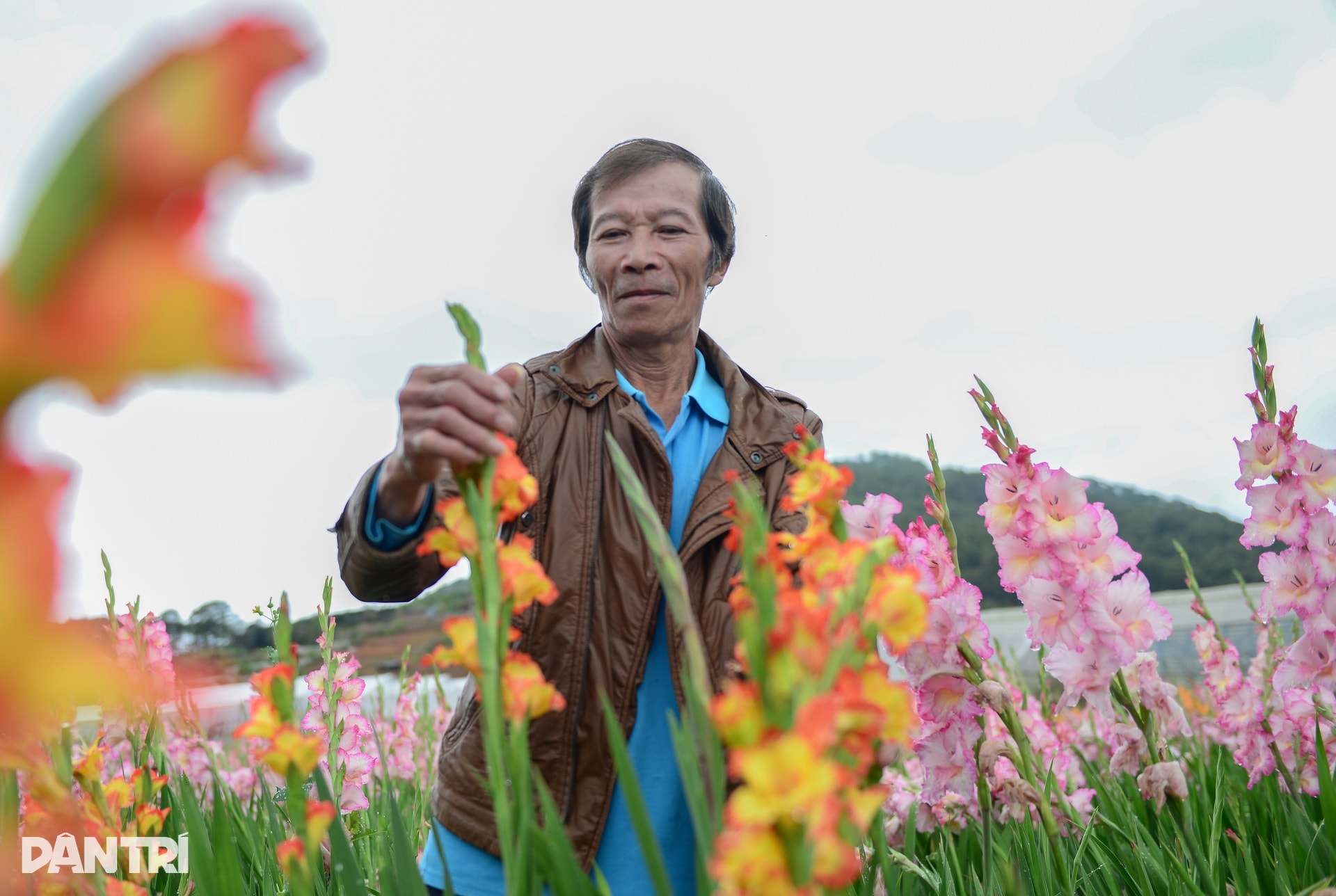 Vườn hoa Tết nở muộn và cú “quay xe” gỡ vốn bất ngờ của nông dân Đà Lạt - 3