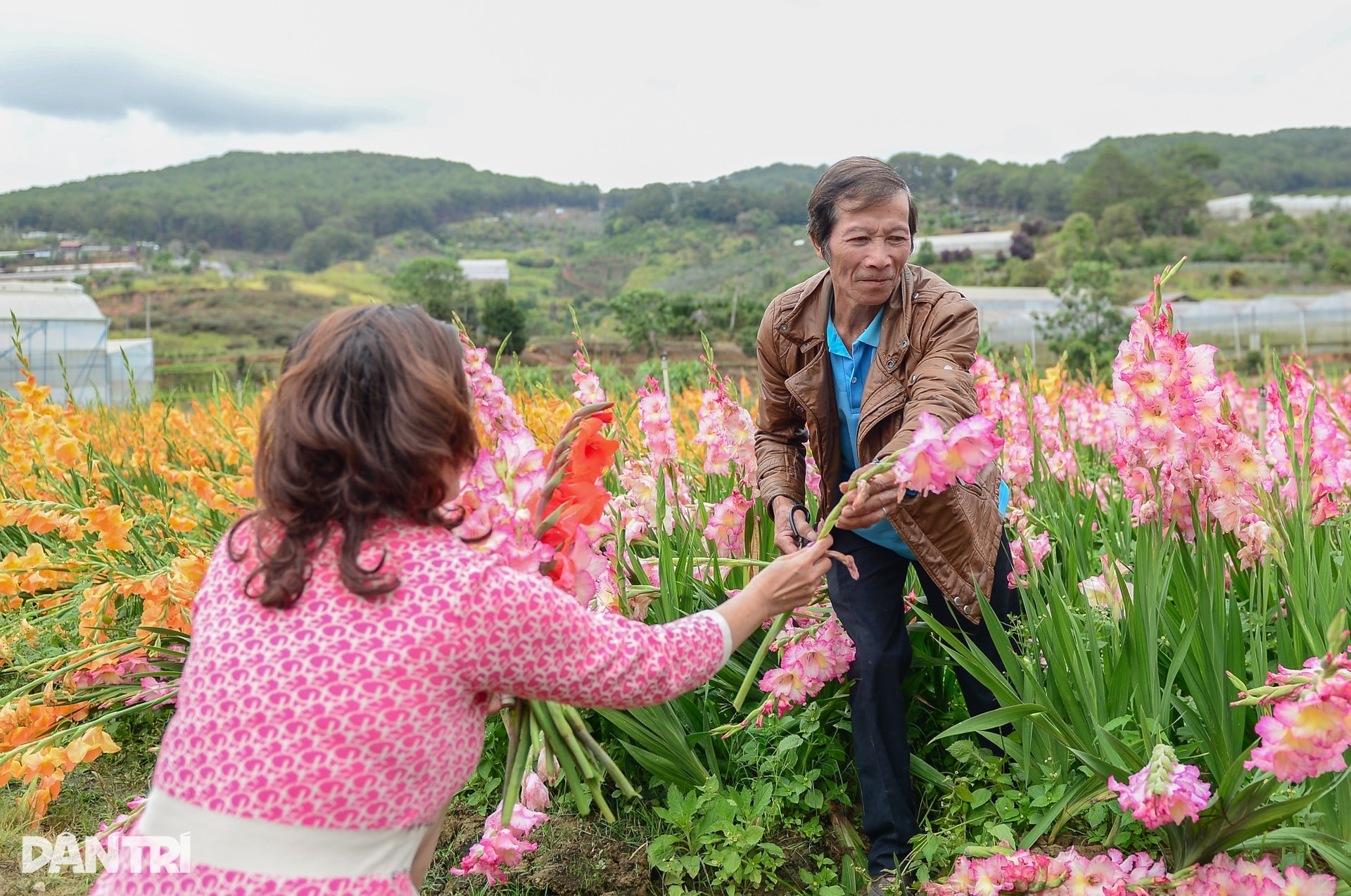 Vườn hoa Tết nở muộn và cú “quay xe” gỡ vốn bất ngờ của nông dân Đà Lạt - 10