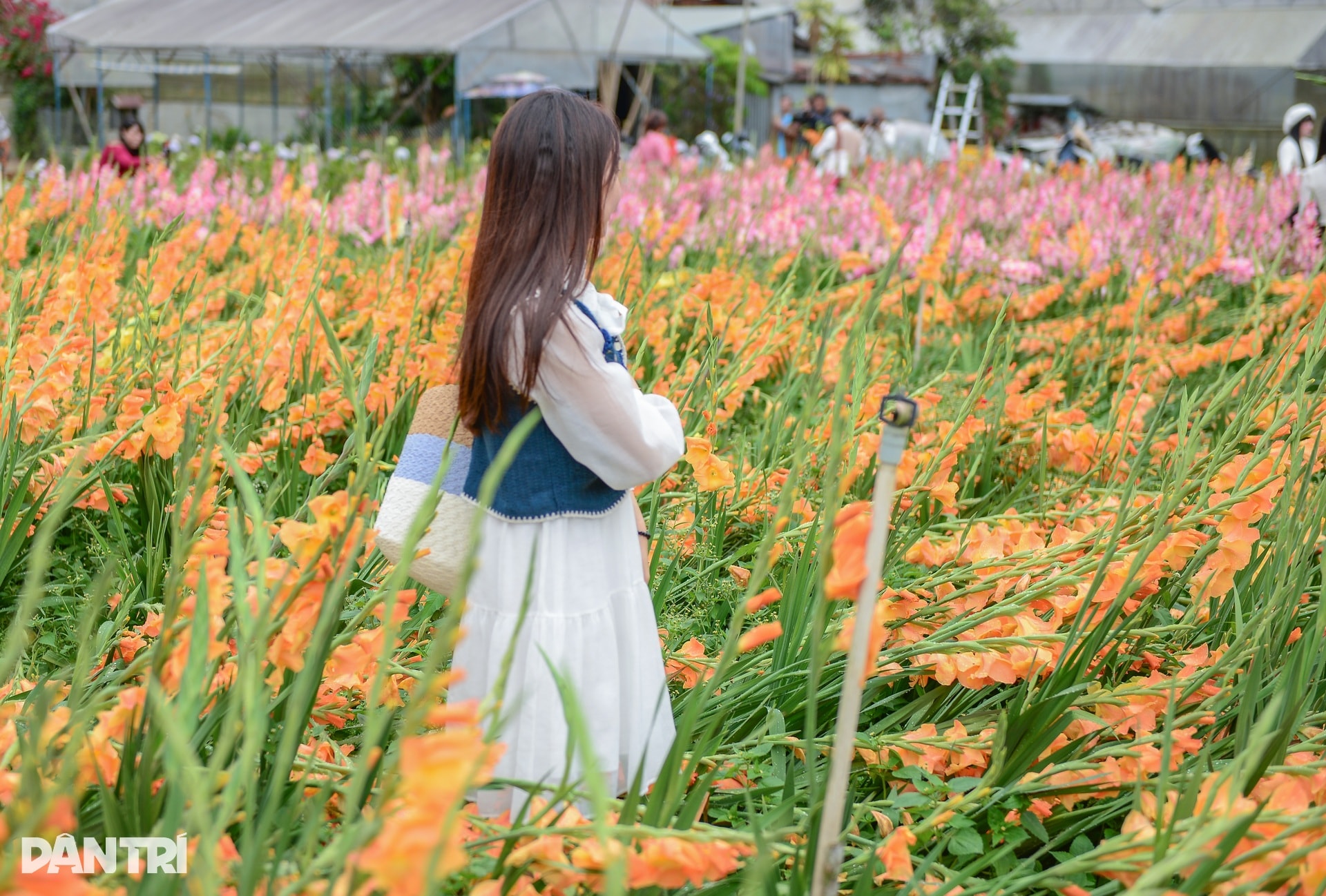 Vườn hoa Tết nở muộn và cú “quay xe” gỡ vốn bất ngờ của nông dân Đà Lạt - 8