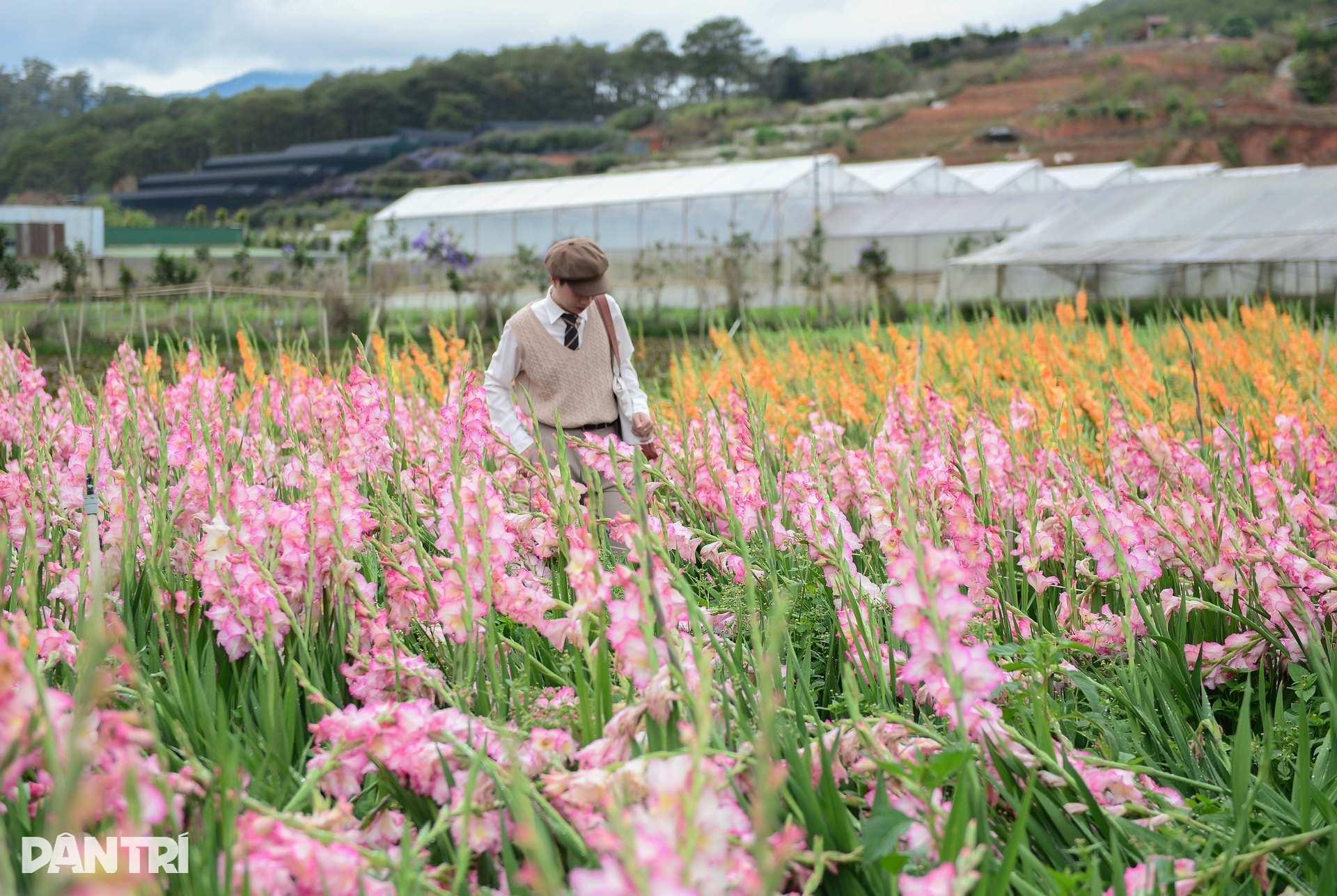 Vườn hoa Tết nở muộn và cú “quay xe” gỡ vốn bất ngờ của nông dân Đà Lạt - 1