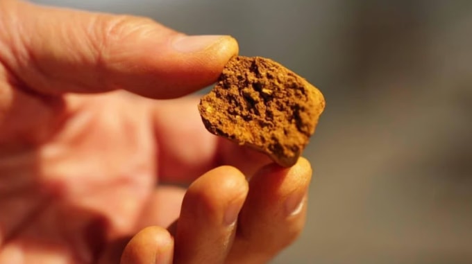 Ngưu hoàng (sỏi mật bò) là dược liệu quý trong y học cổ truyền và là thành phần chủ chốt trong An Cung Ngưu Hoàng Hoàn. Ảnh: Soho/APP