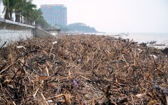 Hàng nghìn tấn rác thải tràn ngập bờ biển Hải Tiến sau bão Bualoi, tháng 10/2025. Ảnh: Lê Hoàng