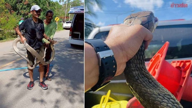 Bắt sống rắn hổ mang chúa dài 4 mét ẩn nấp trong gầm giường nhà dân- Ảnh 1. Bắt sống rắn hổ mang chúa dài 4 mét ẩn nấp trong gầm giường nhà dân- Ảnh 1.