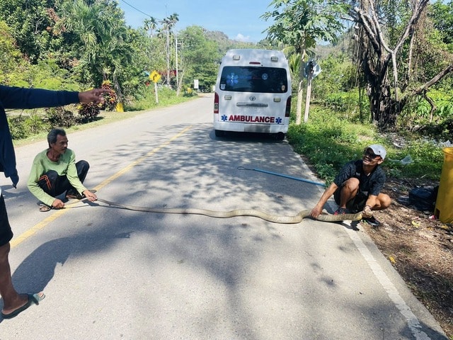 Bắt sống rắn hổ mang chúa dài 4 mét ẩn nấp trong gầm giường nhà dân- Ảnh 2. Bắt sống rắn hổ mang chúa dài 4 mét ẩn nấp trong gầm giường nhà dân- Ảnh 2.