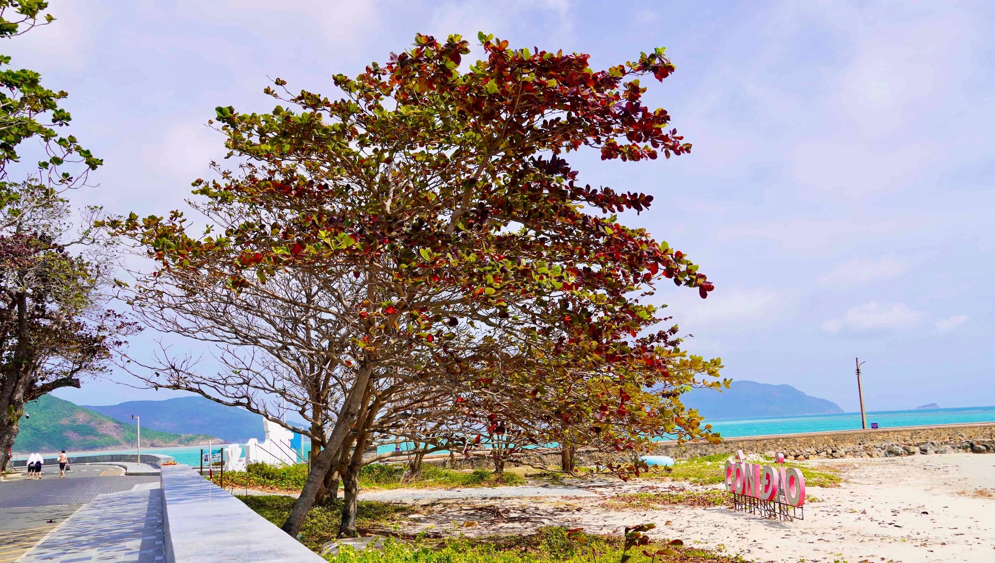 Côn Đảo bước vào "mùa đẹp nhất năm" - Ảnh 3.