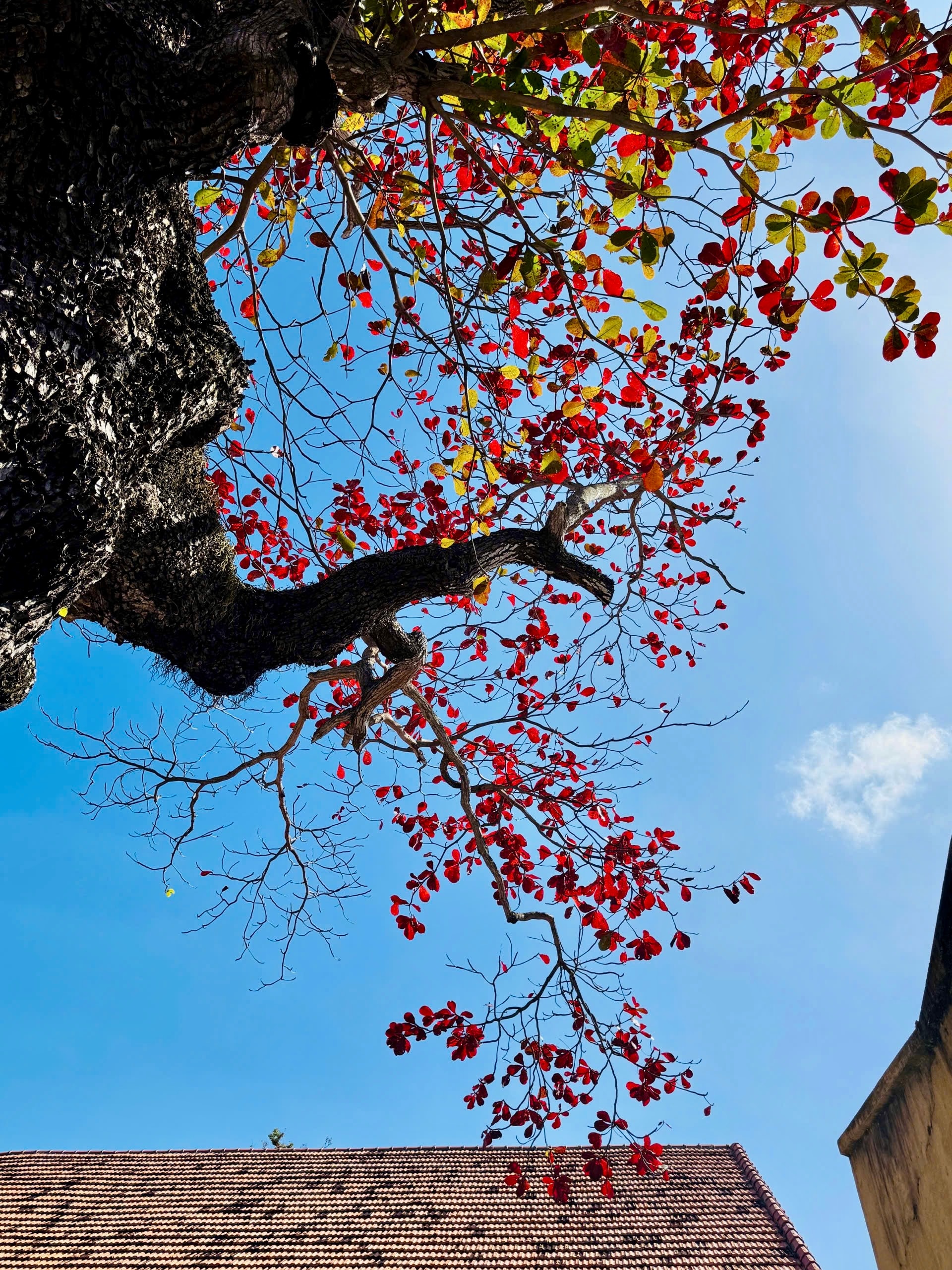 Côn Đảo bước vào "mùa đẹp nhất năm" - Ảnh 4.