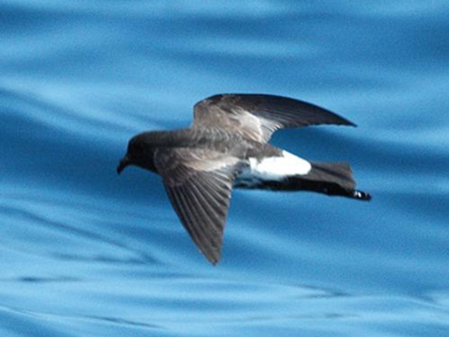 Loài vật quý hiếm bậc nhất hành tinh, tưởng tuyệt chủng 100 năm bất ngờ "tái xuất" qua một quả trứng nhỏ - Ảnh 2.