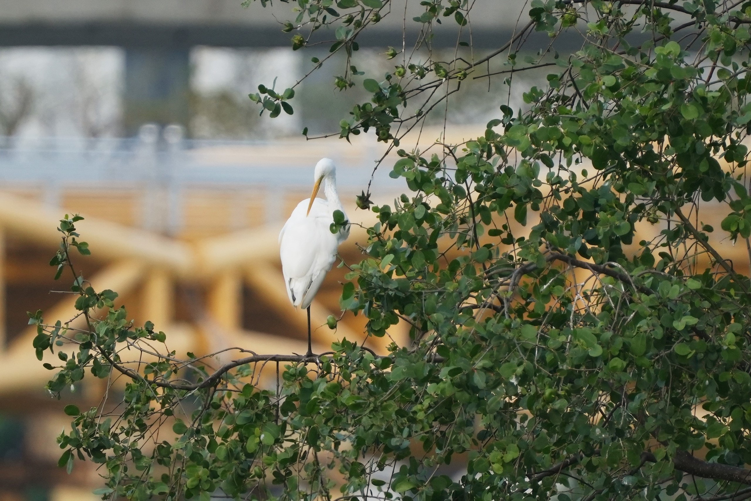 Ngắm đàn cò về kiếm ăn bên sông Hàn, giữa trung tâm Đà Nẵng - Ảnh 3.