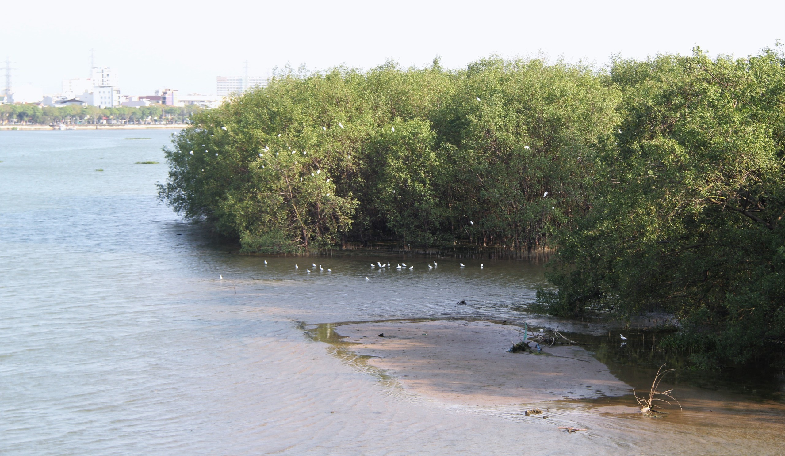 Ngắm đàn cò về kiếm ăn bên sông Hàn, giữa trung tâm Đà Nẵng - Ảnh 9.