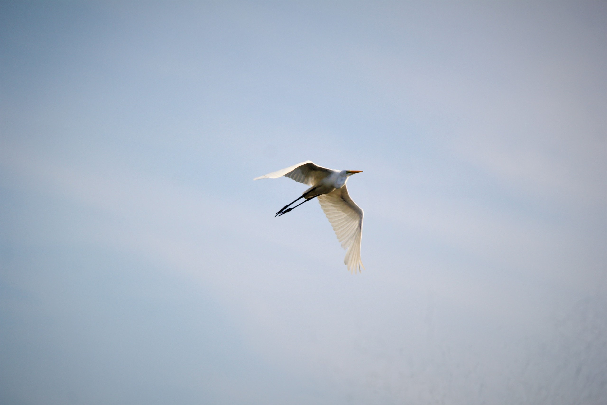 Ngắm đàn cò về kiếm ăn bên sông Hàn, giữa trung tâm Đà Nẵng - Ảnh 7.