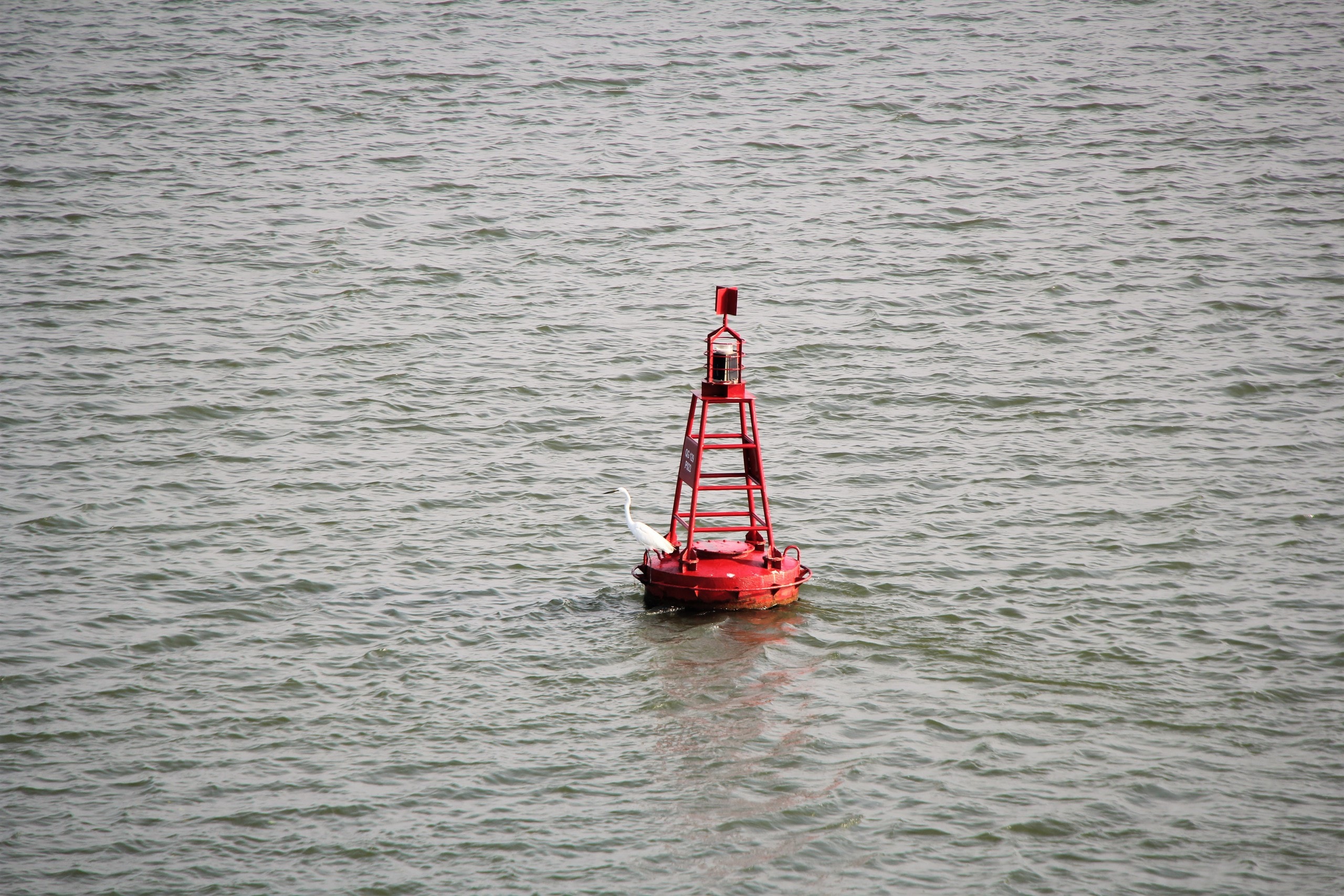 Ngắm đàn cò về kiếm ăn bên sông Hàn, giữa trung tâm Đà Nẵng - Ảnh 5.