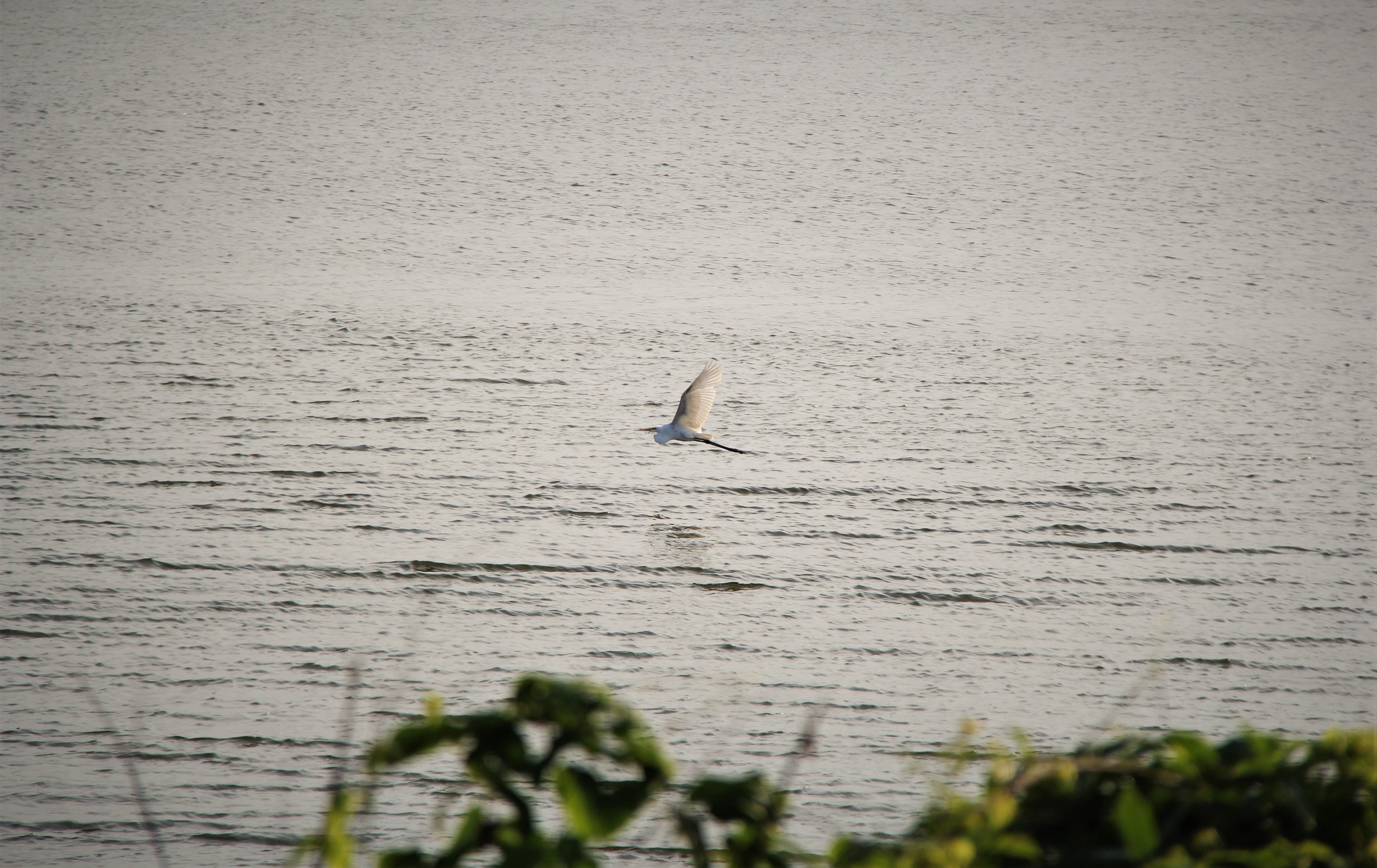 Ngắm đàn cò về kiếm ăn bên sông Hàn, giữa trung tâm Đà Nẵng - Ảnh 6.