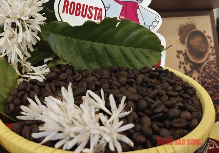 Giá cà phê hôm nay 3-3: Bật tăng dữ dội - Ảnh 1.