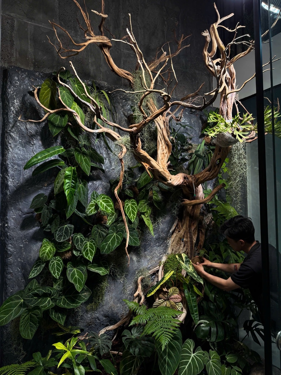 Người chế những khu rừng nguyên sinh tiền tỷ trong thành phố  - 6