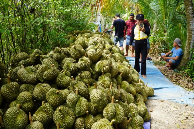 Thu hoạch sầu riêng nghịch vụ tại thị xã Cai Lậy, Tiền Giang cũ. Ảnh: Hoàng Nam