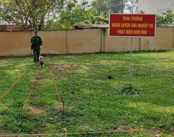 Trên thao trường huấn luyện chó nghiệp vụ tìm kiếm bom mìn giai đoạn chuyên sâu, các huấn luyện viên thường chôn vật liệu nổ (đã được vô hiệu hóa) trong đất để chó lài đi tìm. Ảnh: Phong Linh