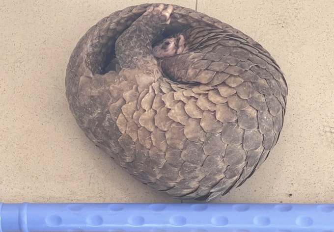 Con tê tê do anh Quang phát hiện nặng 3,2 kg. Ảnh: Công an Cần Thơ