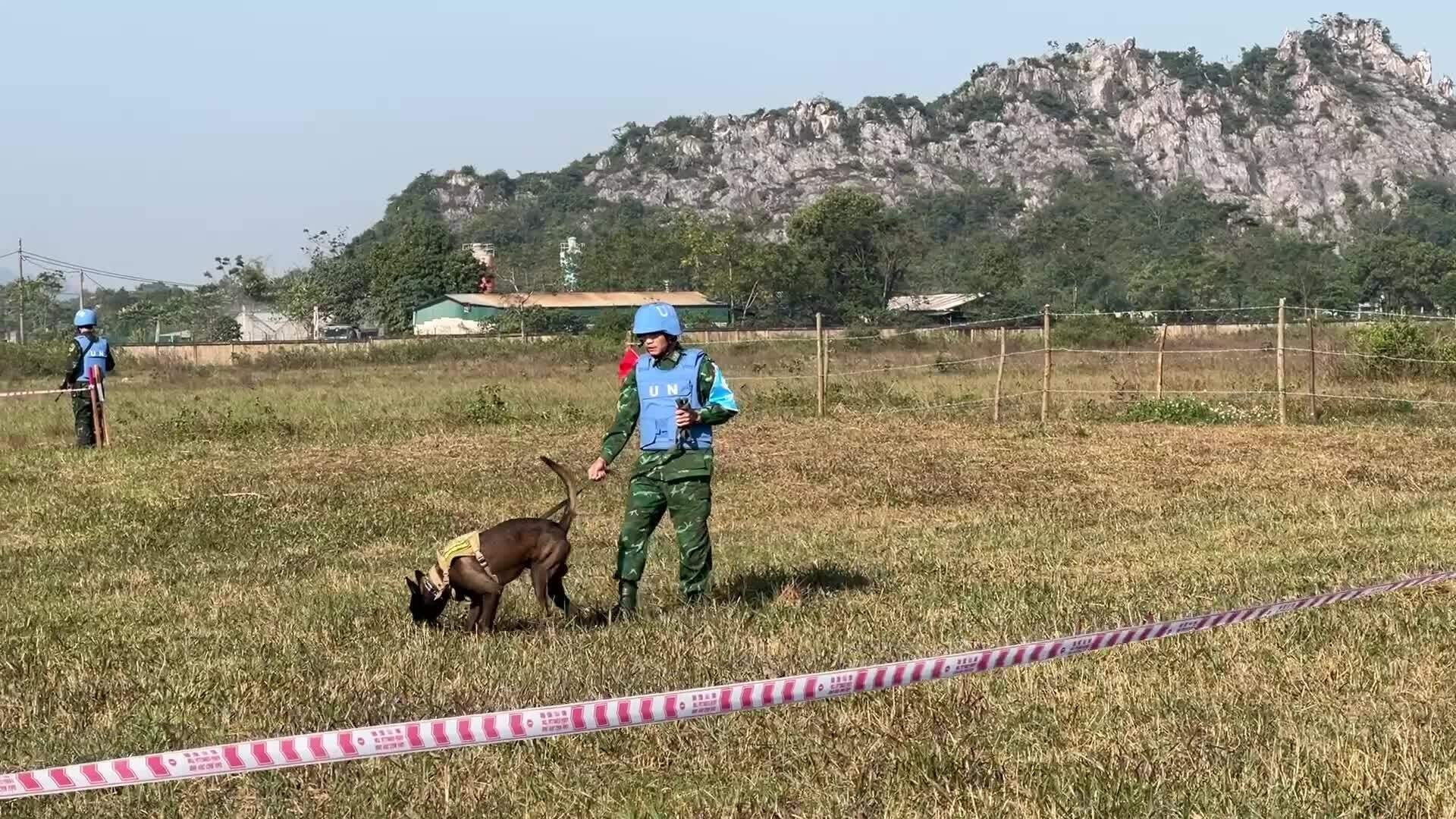 Chó nghiệp vụ becgie diễn tập cứu hộ cứu nạn