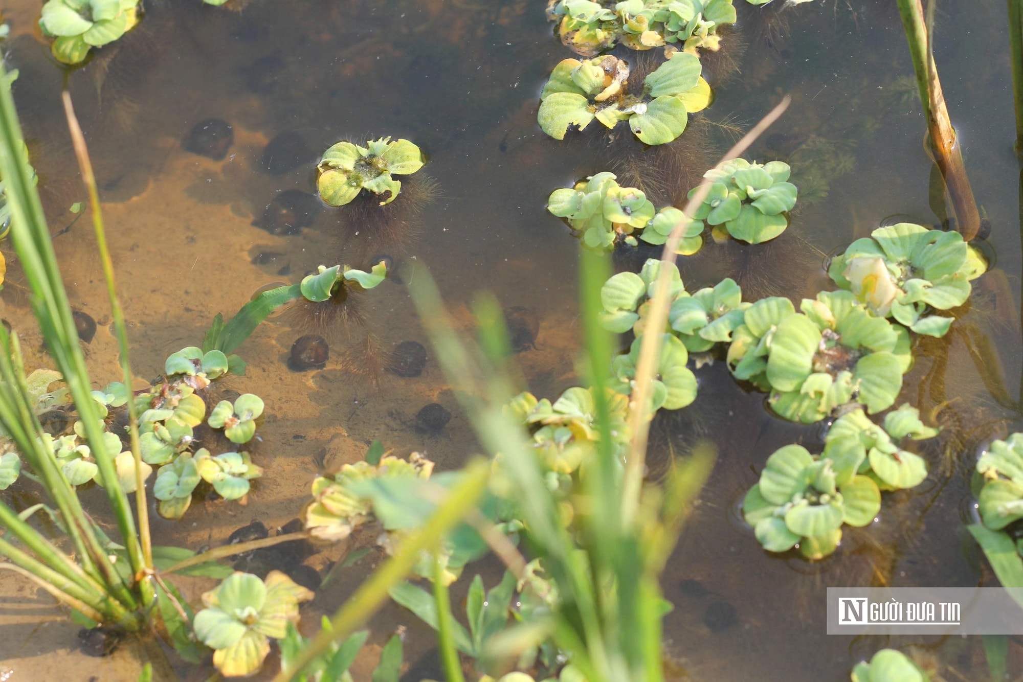 Hà Tĩnh: Nuôi con “vàng đen”, người nông dân nhẹ nhàng nhặt lên kiếm tiền triệu - Ảnh 3.
