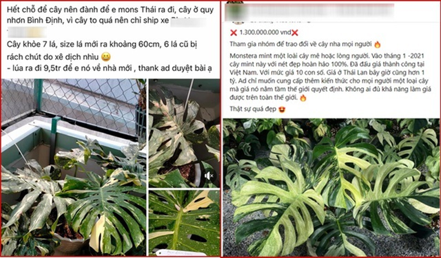 Chiếc lá cây cảnh "độc lạ" có giá nửa tỷ đồng, đại gia bí ẩn chốt ngay - Ảnh 2.