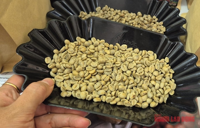 Giá cà phê hôm nay 4 - 3: Xu hướng giảm và sự tăng trưởng xuất khẩu sang Trung Quốc - Ảnh 2.