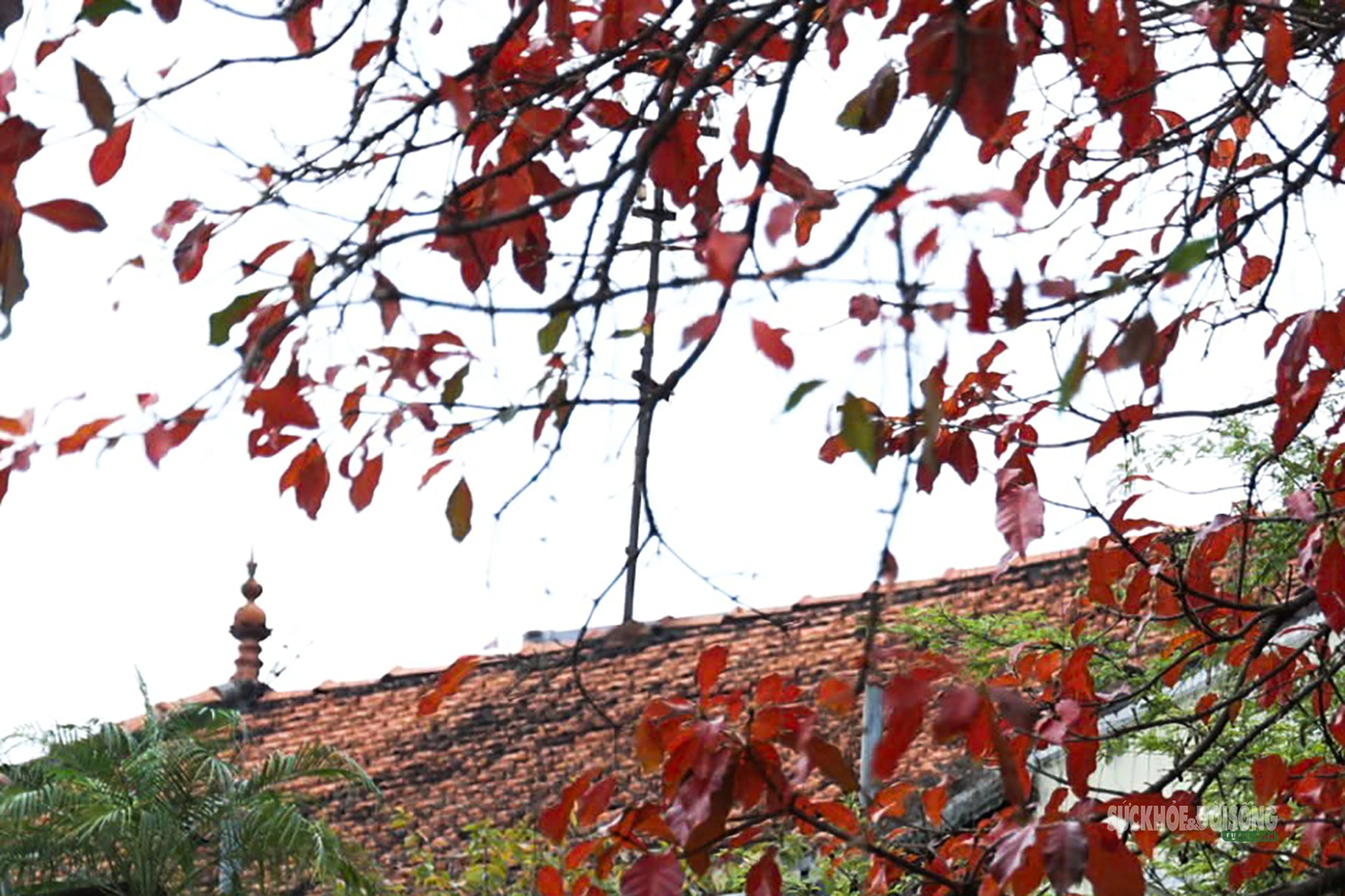 Tháng Ba, ngắm Hà Nội mùa cây thay lá- Ảnh 7.