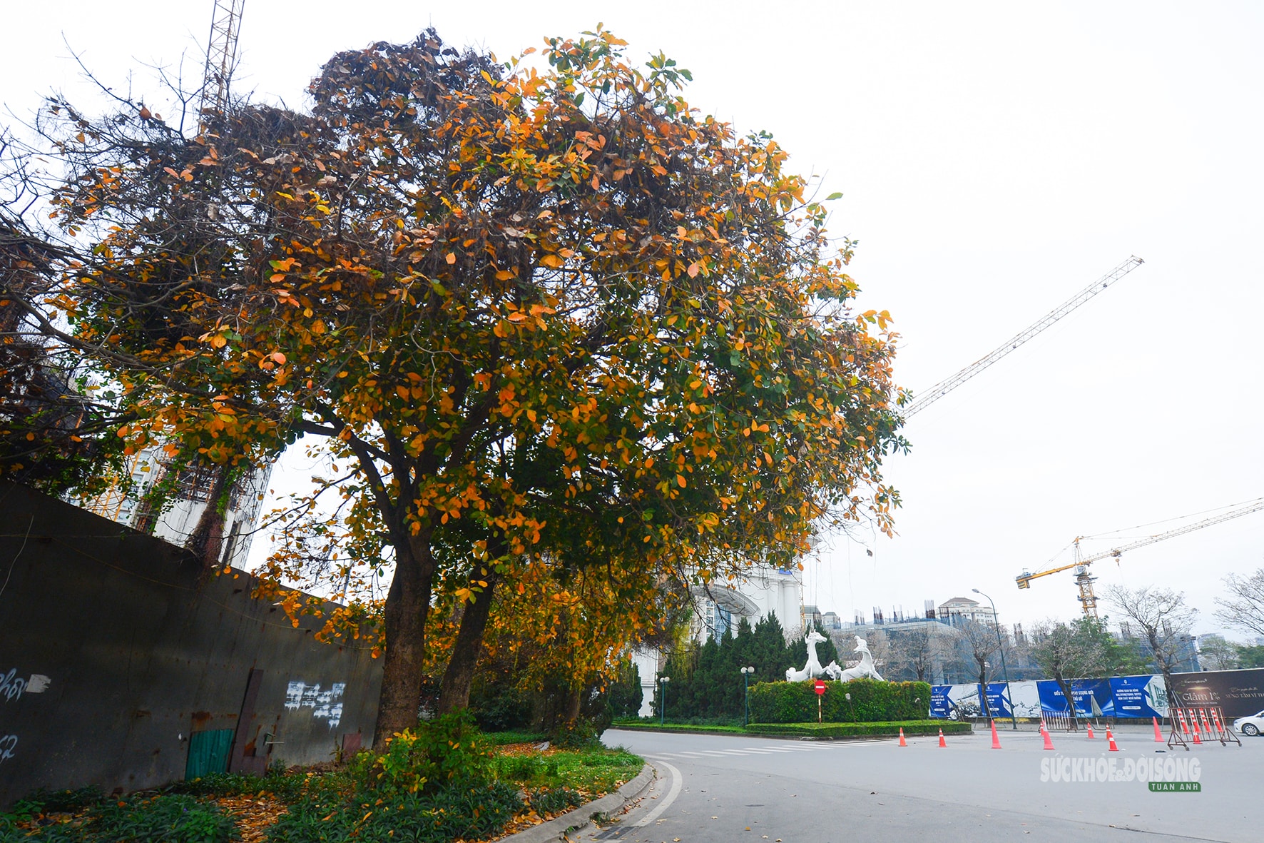 Tháng Ba, ngắm Hà Nội mùa cây thay lá- Ảnh 10.