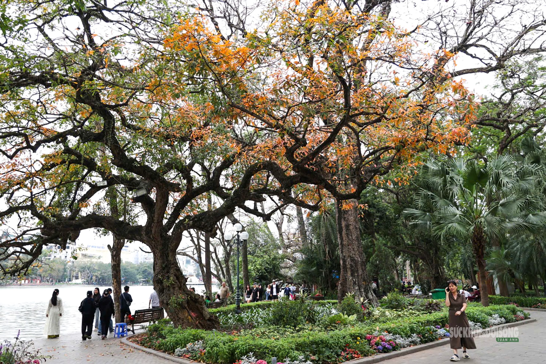 Tháng Ba, ngắm Hà Nội mùa cây thay lá- Ảnh 1.