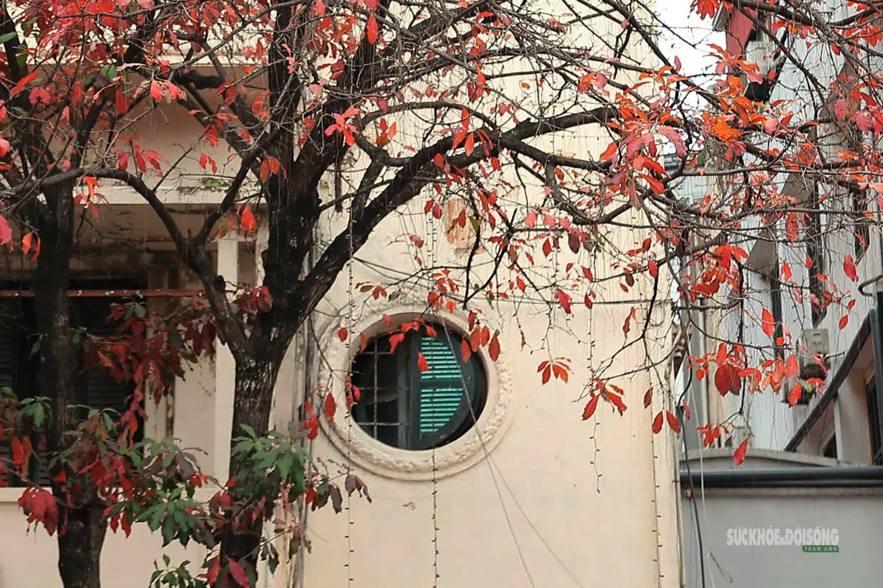 Tháng Ba, ngắm Hà Nội mùa cây thay lá- Ảnh 6.