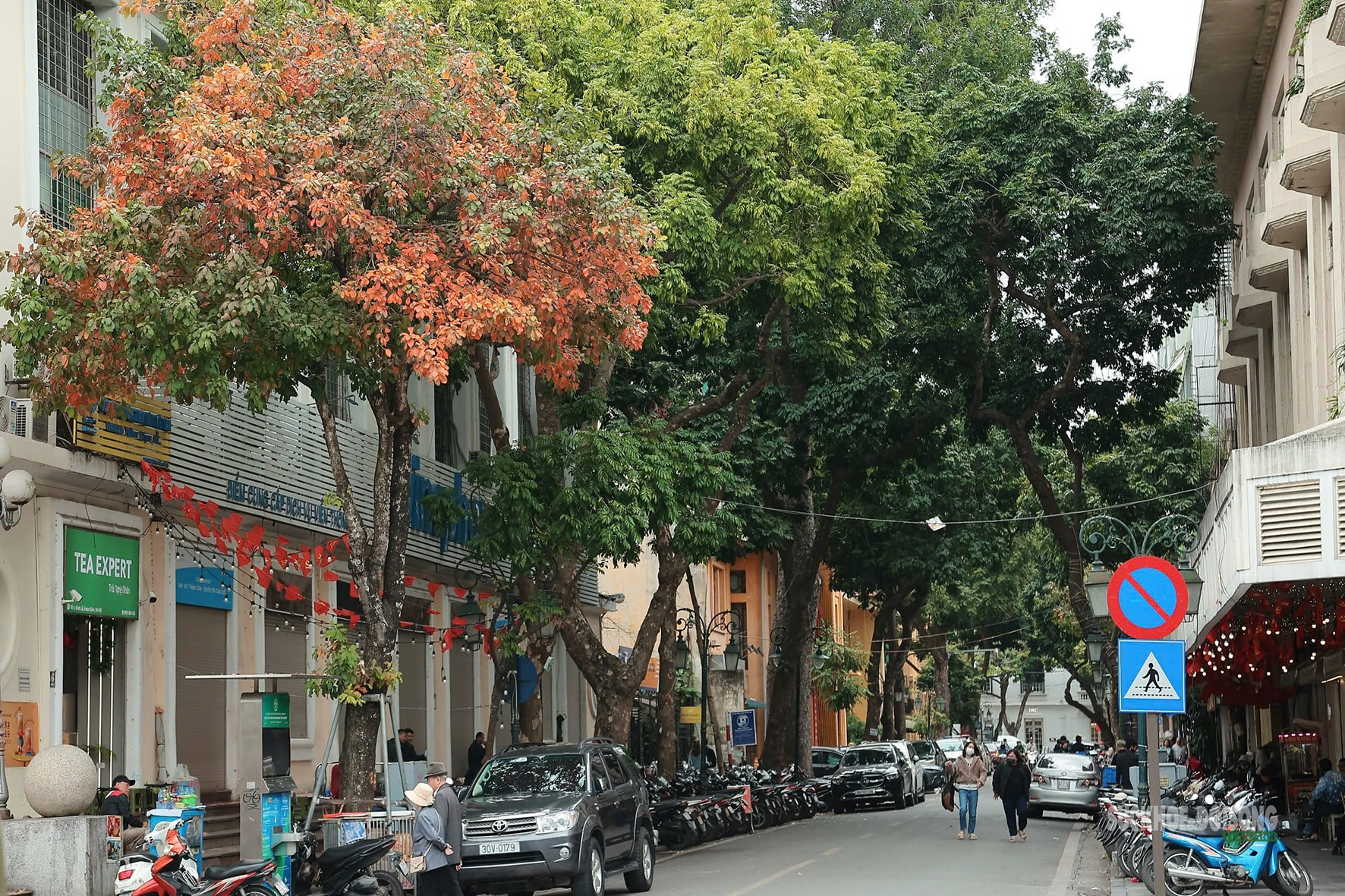 Tháng Ba, ngắm Hà Nội mùa cây thay lá- Ảnh 5.