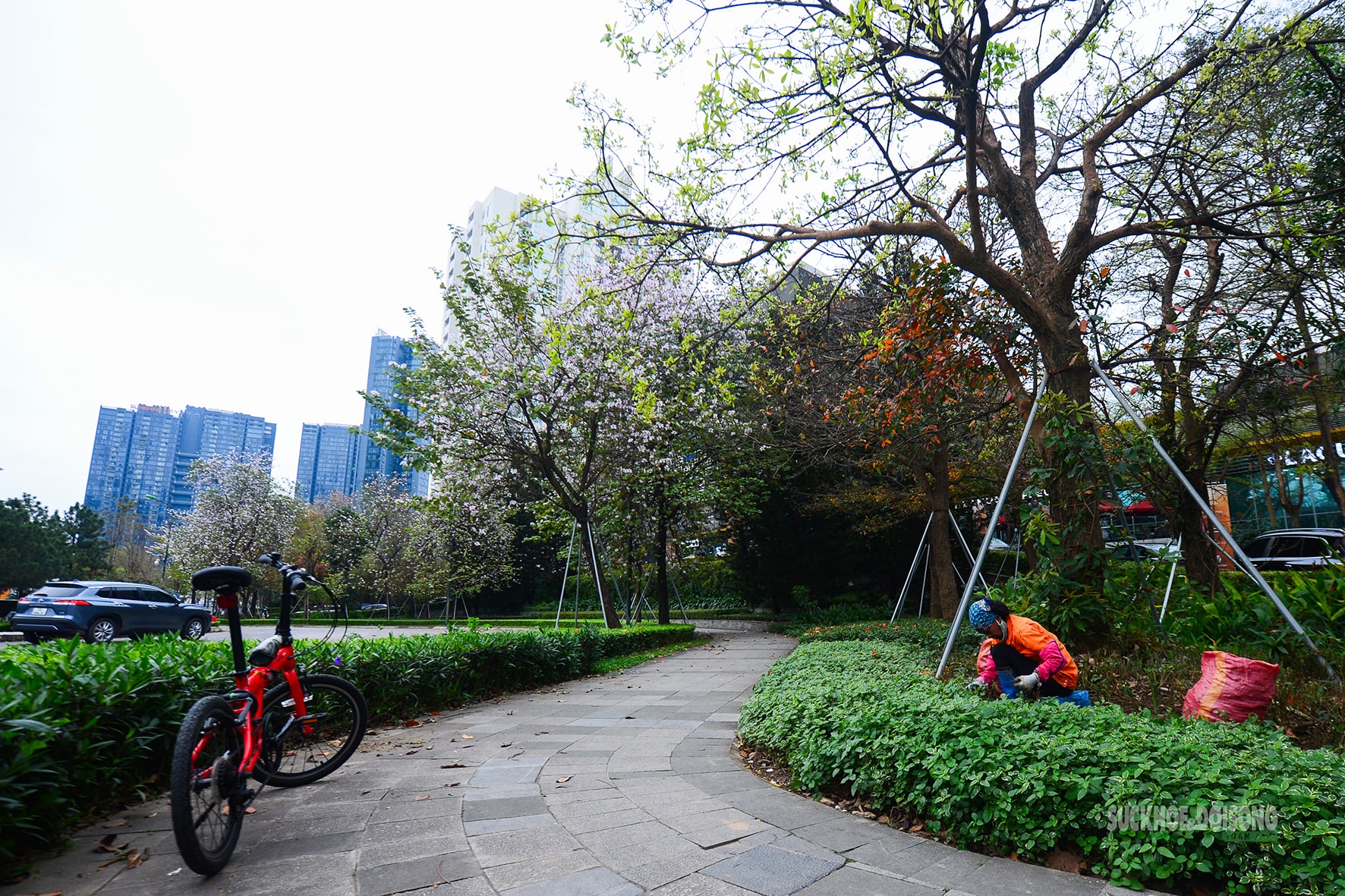 Tháng Ba, ngắm Hà Nội mùa cây thay lá- Ảnh 8.