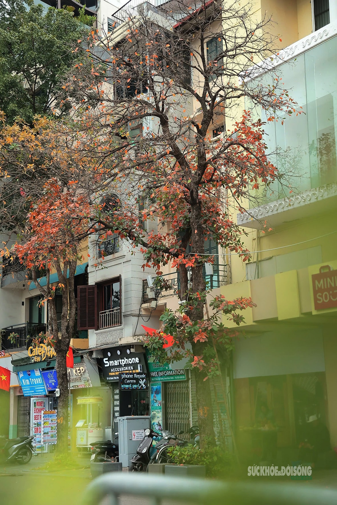 Tháng Ba, ngắm Hà Nội mùa cây thay lá- Ảnh 11.